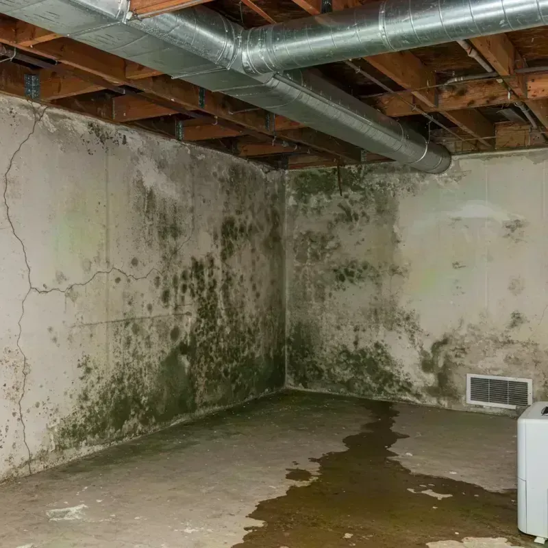 Professional Mold Removal in Eastland, TX